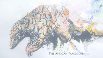 pangolin-white-1-1080×675