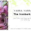Yarra-Yarra-The-Ironbark-Tree.-1.png